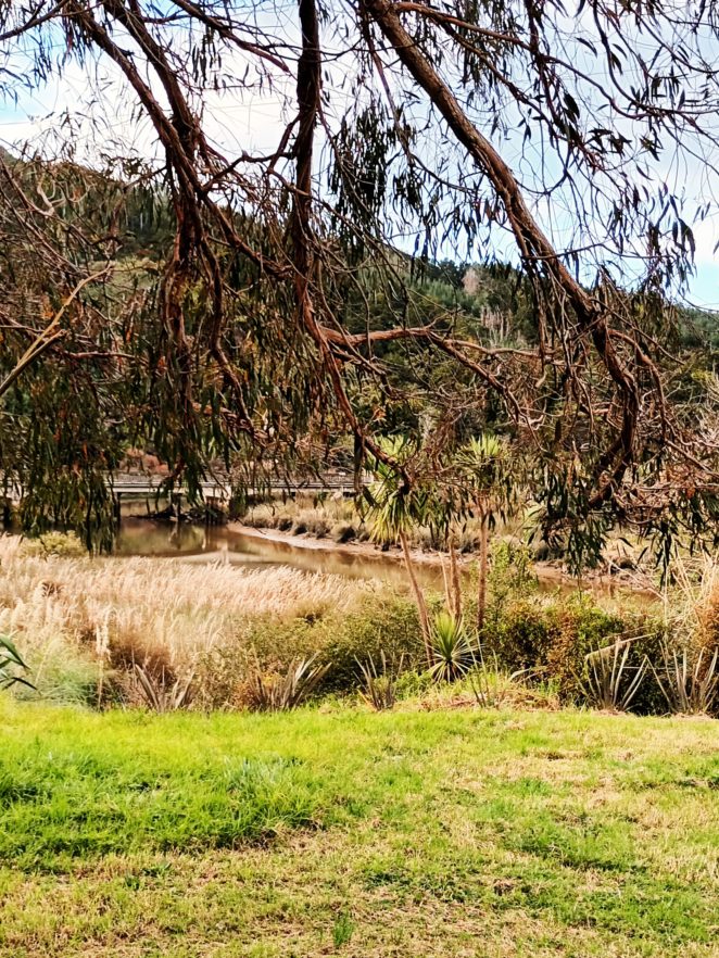Mown grass in front of flax, toetoe and cabbage trees, under the low branches of a gum tree, at River and Rail, Topuni.