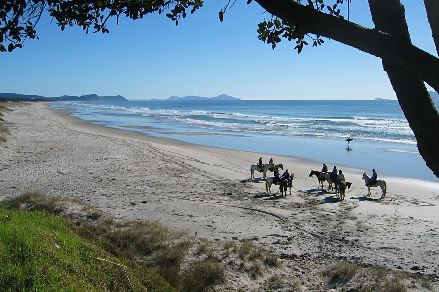 Horse riders and a surfer on a long sandy beach, framed by overhanging branches.